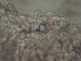 Pluteus exilis image