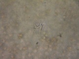Pluteus exilis image