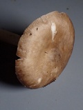 Pluteus brunneidiscus image
