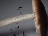 Pluteus brunneidiscus image