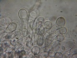 Pluteus brunneidiscus image