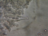 Pluteus brunneidiscus image