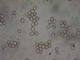 Pluteus brunneidiscus image