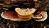 Xanthoporia radiata image