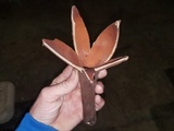 Chorioactis geaster image