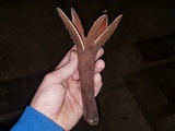 Chorioactis geaster image