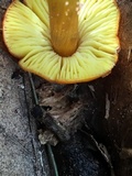 Hygrocybe acutoconica image