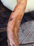 Gyroporus castaneus image