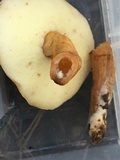 Gyroporus castaneus image