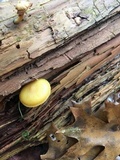 Callistosporium luteo-olivaceum image
