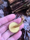 Callistosporium luteo-olivaceum image