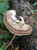 Trametes lactinea image