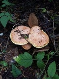 Suillus caerulescens image