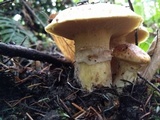 Suillus caerulescens image