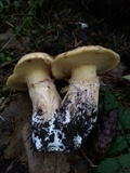 Suillus caerulescens image