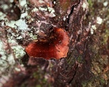 Coltricia cinnamomea image