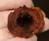 Coltricia cinnamomea image