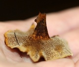 Coltricia cinnamomea image
