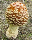 Amanita regalis image