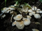 Ripartitella brasiliensis image