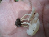Ripartitella brasiliensis image