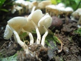Ripartitella brasiliensis image