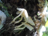 Ripartitella brasiliensis image