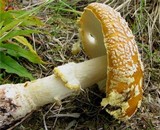 Amanita regalis image