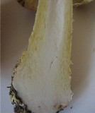 Amanita regalis image