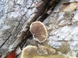 Trametes villosa image