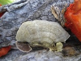 Trametes villosa image