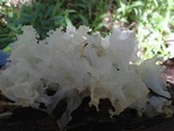 Tremella fuciformis image