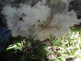 Tremella fuciformis image