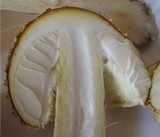 Amanita regalis image