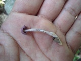 Gymnopus iocephalus image