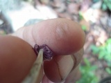 Gymnopus iocephalus image