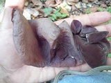 Auricularia fuscosuccinea image