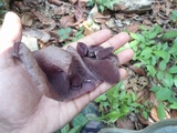 Auricularia fuscosuccinea image