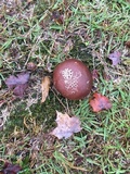 Calvatia cyathiformis image