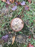 Calvatia cyathiformis image