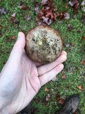 Calvatia cyathiformis image