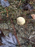 Amanita persicina image
