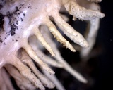 Cordyceps tuberculata image
