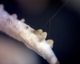 Cordyceps tuberculata image