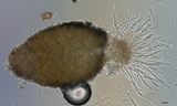 Cordyceps tuberculata image