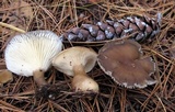 Ampulloclitocybe clavipes image