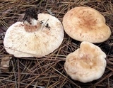 Lactarius vinaceorufescens image