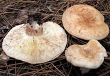 Lactarius vinaceorufescens image