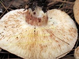Lactarius vinaceorufescens image