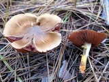 Cortinarius semisanguineus image